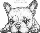 Bulldog Realistic sketch template