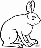Rabbit Hare Lebre Arctic Hase Ausmalbild Haas Kleurplaten Supercoloring Hasen sketch template