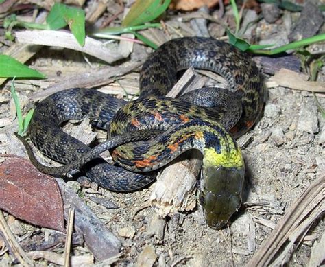 rhabdophis tigrinus scienceblogs