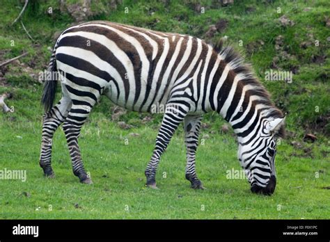 zebra eating grass stock photo alamy