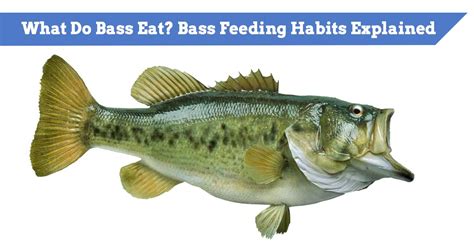 What Do Bass Eat Smallmouth And Largemouth Food Use As Bait Lure