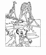 Coloring Lion King Pages Popular sketch template