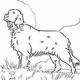 Setter Coloring Irish Pages Mastiff Dog Tibetan Getcolorings Designlooter Colouring Drawing Color Getdrawings Print 17kb 250px sketch template