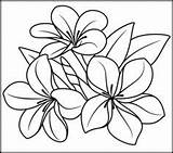 Pages Plumeria Coloring Flower Getcolorings Lineart Tropical sketch template