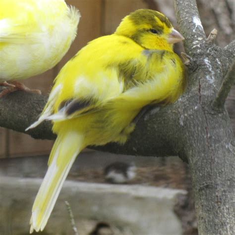 domestic canary facts  pets care temperament pictures singing wings aviary