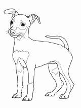 Pinscher Puppy Miniature Coloring Pages Dog sketch template