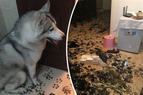 husky dog destroys house  black paw prints daily star