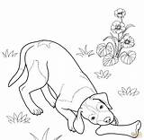 Cani Shepherd Pointer Cane Shorthaired Niemiecki Disegnare Wyżeł Cuccioli Tedesco Stampare Kolorowanka Animali Labrador Shepherds sketch template