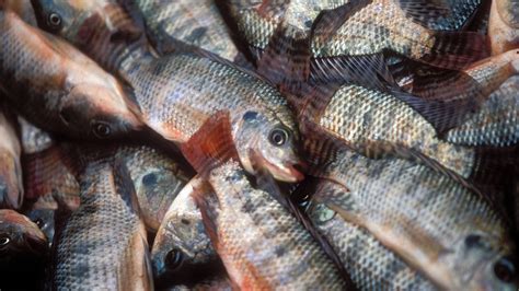 man died  accidentally swallowing   tilapia fish