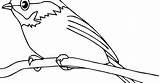 Burung Robin Mewarnai Hewan Sketsa Mewarna Binatang Kolase Diwarnai Tk Kenari Ashgive Pola Birds Flamingo Undan Abis Pelbagai Merak Gampang sketch template