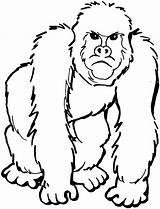 Gorilla Coloring Silverback Pages Getcolorings sketch template