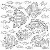 Coloring Tropical Fish Pages Fishes Book Choose Board Royalty Collection sketch template