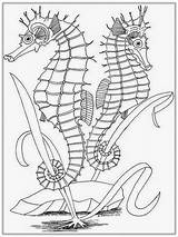 Coloring Seahorse Pages Adults Adult Realistic Drawing Outline Seashore Getdrawings Color Printable Getcolorings Popular sketch template