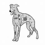 Greyhound Illustration Outline Dog Dreamstime Doodling Doodle Created Illustrations Vectors Color sketch template