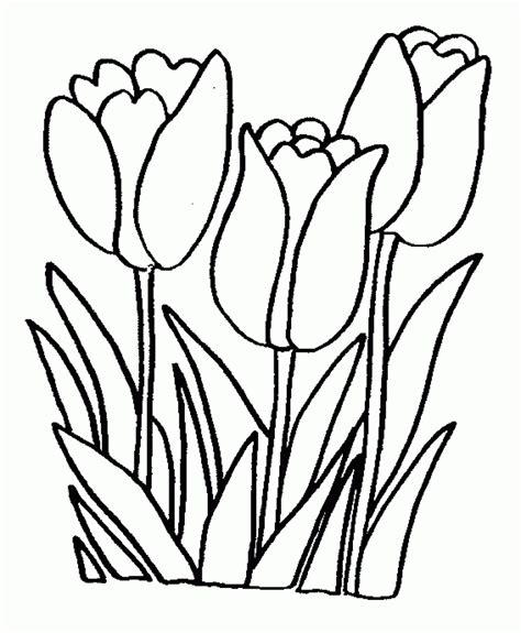 coloringpagestulips printable tulip coloring pages kids