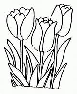 Tulip Tulips Watercolor sketch template