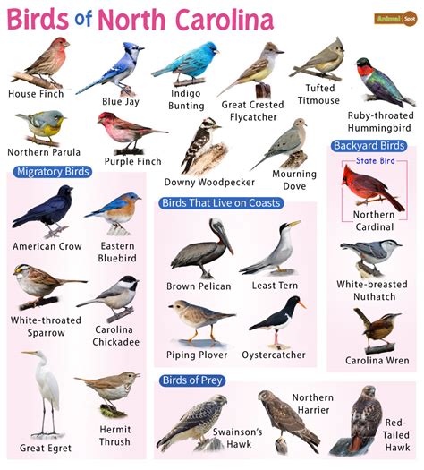 list  common birds   north carolina facts  pictures
