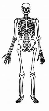 Skeleton Bones Human Coloring Skeletons Anatomy Clipartlook Shaded Clipa sketch template