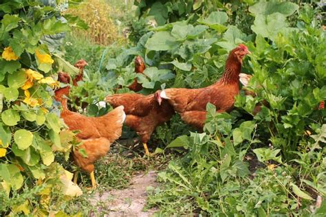 how to free range chickens in the garden