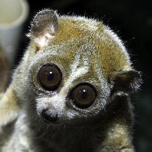 conservation ecology downfall   slow loris