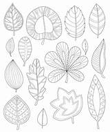 Kleuren Volwassenen Bladeren sketch template