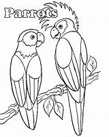 Parrot Papagei Perroquet Papagaai Kleurplaten Papegaaien Coloriages Malvorlagen Coloriage Animaux Burung Bayan Mewarnai Papegaai Animasi Animierte Gify Bewegende Bergerak Animaties sketch template