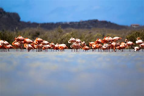 flamingos spotten curacao meet curacao