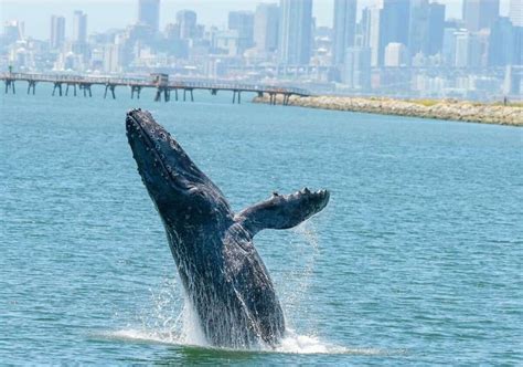 i wasn t very surprised naturalist says viral sf whale video shows