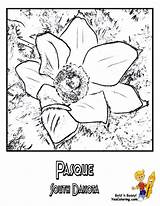 Flower Coloring State South Dakota Pages Choose Board Pasque Carolina sketch template