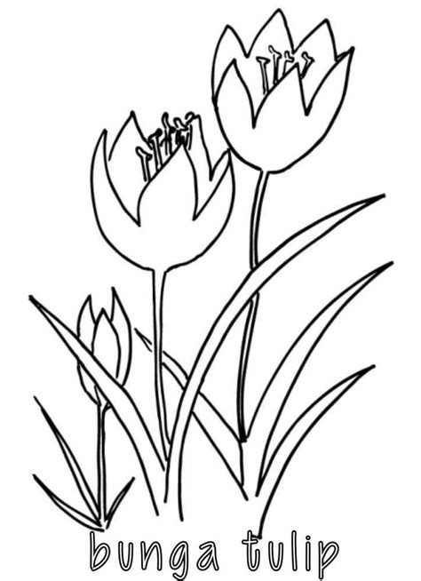 mewarnai bunga tulip alamendahs blog