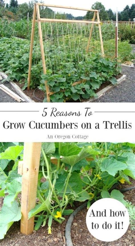 grow cucumbers   trellis    grow cucumbers vertically
