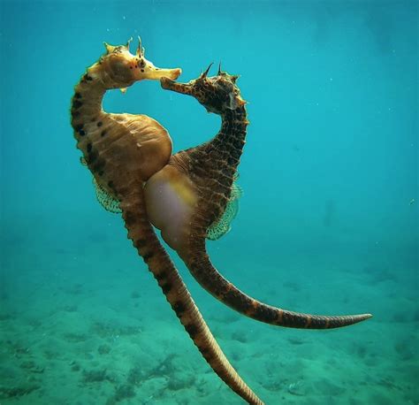 wild facts      seahorses ocean conservancy
