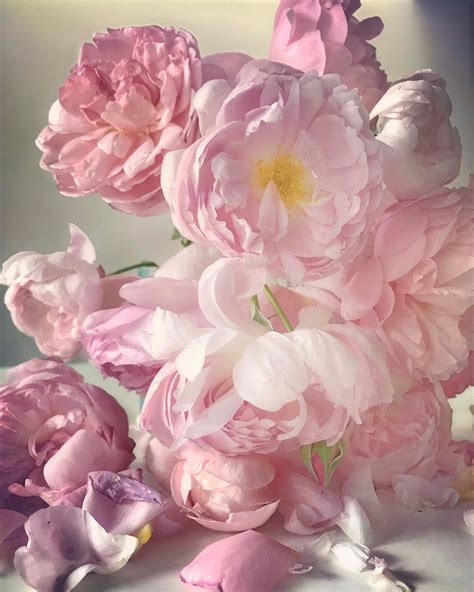 nick knight rose photographs house and garden