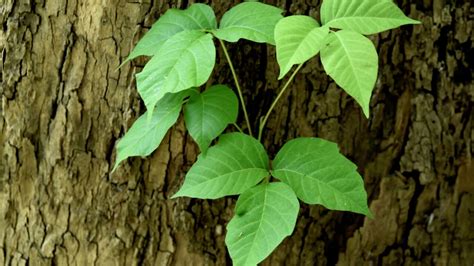 poison ivy how to spot it and how to treat it the amino company