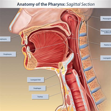 Anatomy Of The Pharynx Trialexhibits Inc