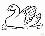 Swan Coloring Water Pages Drawing Line Swans Printable Tattoo Swimming Simple Color sketch template
