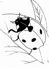 Bug Lady Coloring sketch template