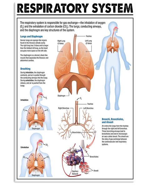 contact support respiratory system human respiratory system respiratory