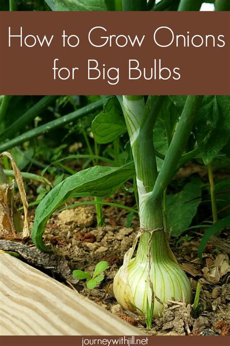 grow onions  big bulbs  beginners garden