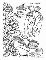 Reef Coloring Animals Animal Word Ocean Unscramble Scramble sketch template