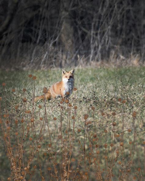 Red Fox Photograph By Michelle Wittensoldner