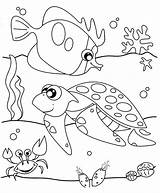 Binatang Laut Mewarnai Kura Sketsa Ide Aneka sketch template