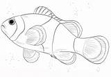 Clown Pesce Disegno Poisson Pagliaccio Pesci Clownfish Disegnare Poissons Nemo Throughout Animali Coloriages sketch template