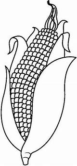 Corn Maiz Mazorcas Pintar Webstockreview sketch template