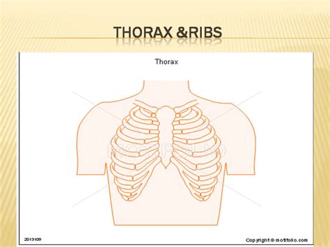 Anatomy Of Ribs Ppt Bones Skeletal System In Human Body Ppt