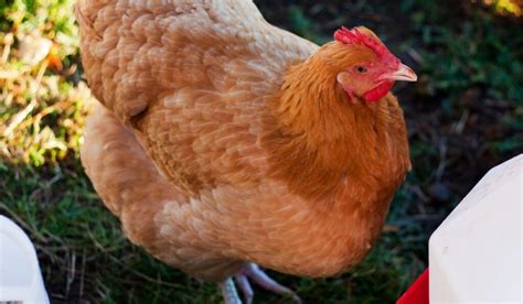 10 Stunning Yellow Chicken Breeds For Your Backyard Coop