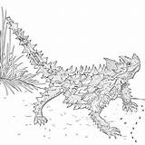 Thorny Devil Drawing Colouring Choose Board Devils Color sketch template