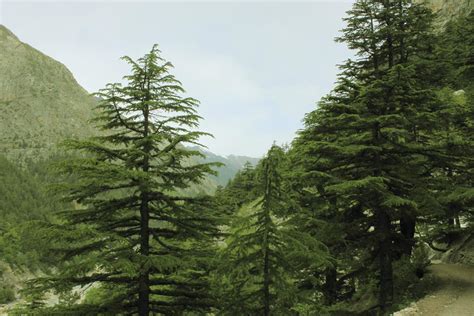 cedar tree identification