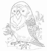 Kakapo sketch template