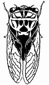 Cicada Coloring Pages Drawing Cigale Dessin Cicadas Getdrawings Line Printable Color sketch template